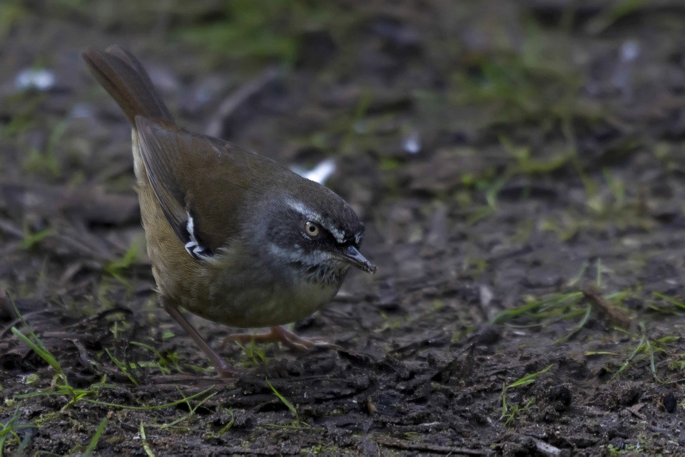 White-browed Scrubwren (Sericornis frontalis)